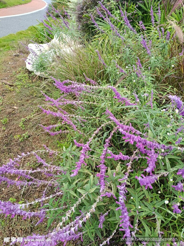 路边紫色繁茂花草景观