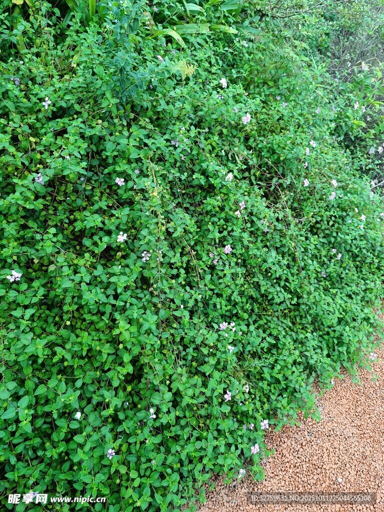 翠绿繁茂的地面绿植景观