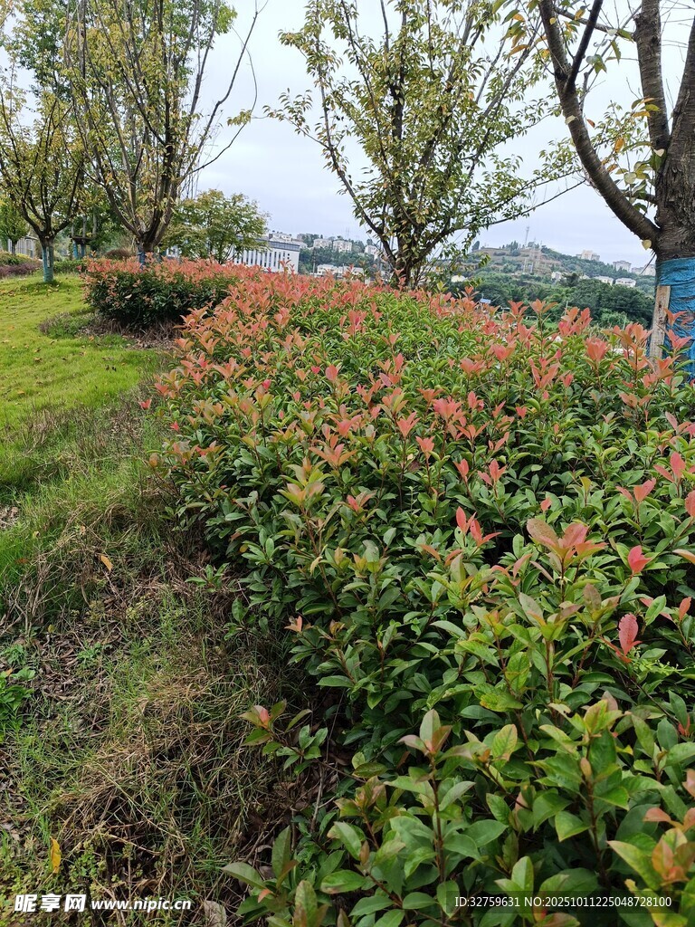 春日花丛旁的绿意景致