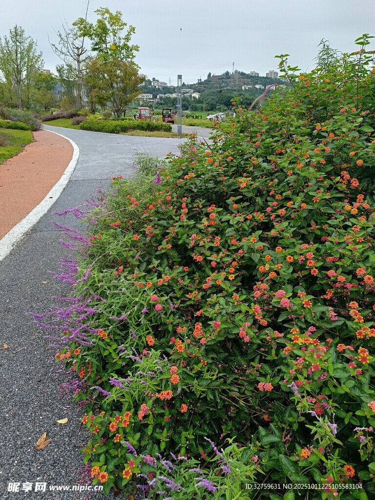 蜿蜒路边繁茂的多彩植物