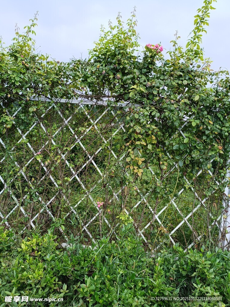 爬满绿植的金属网格围栏