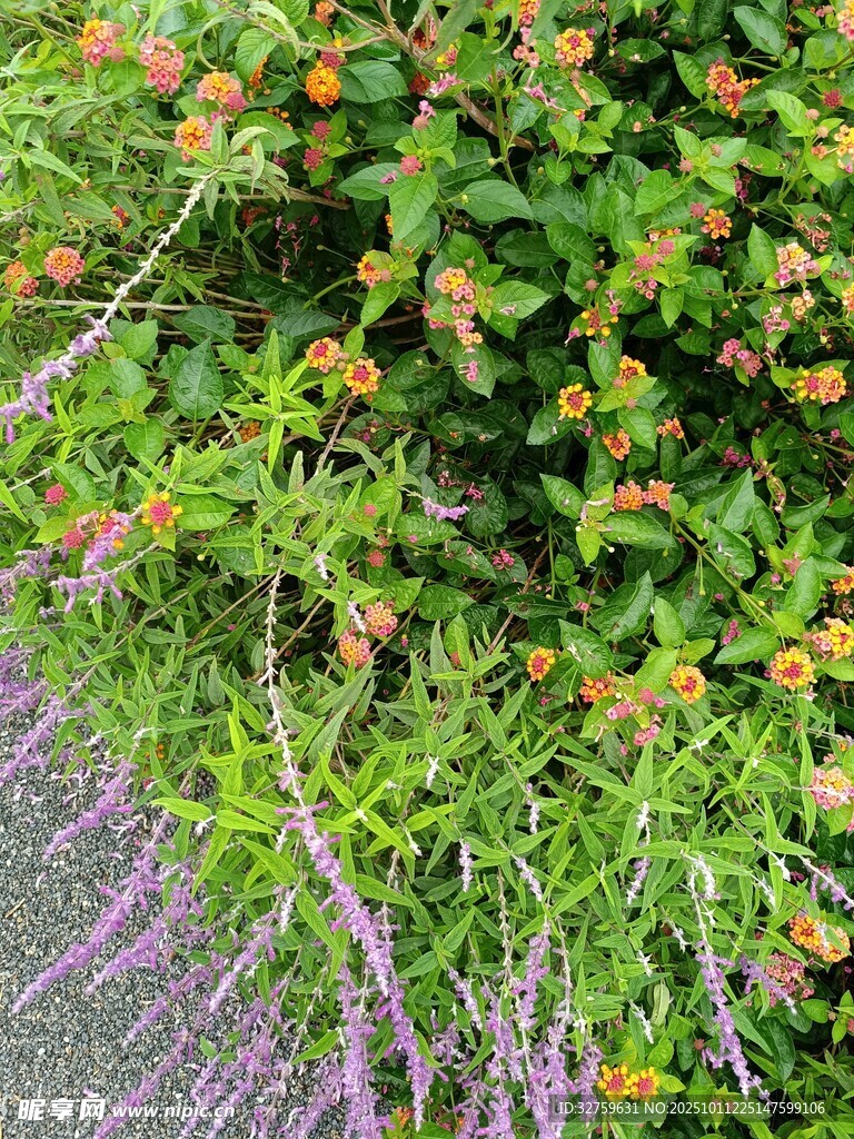 路边多彩花卉绿植景观