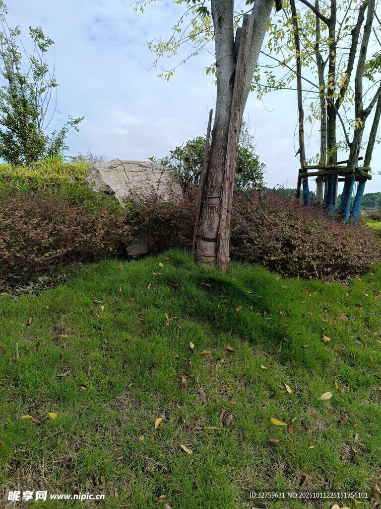 户外草地树木景观