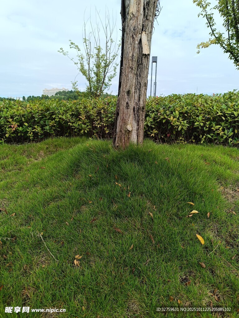 树下绿意盎然的草地景观