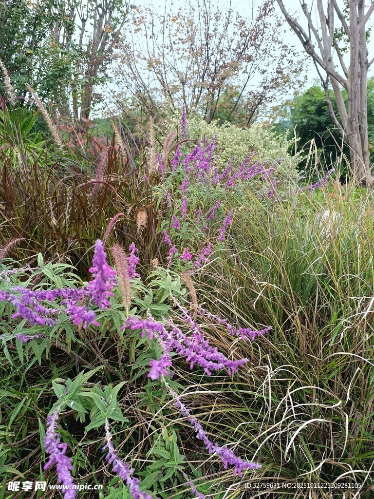 紫色花卉点缀的自然景致