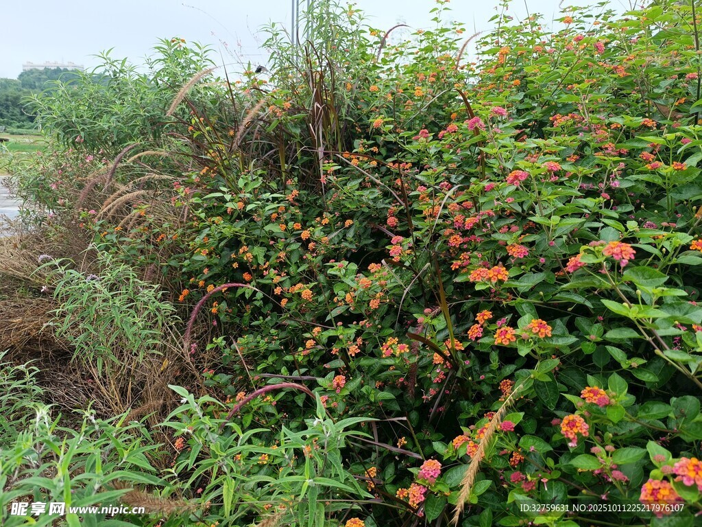 野外繁茂植物景观