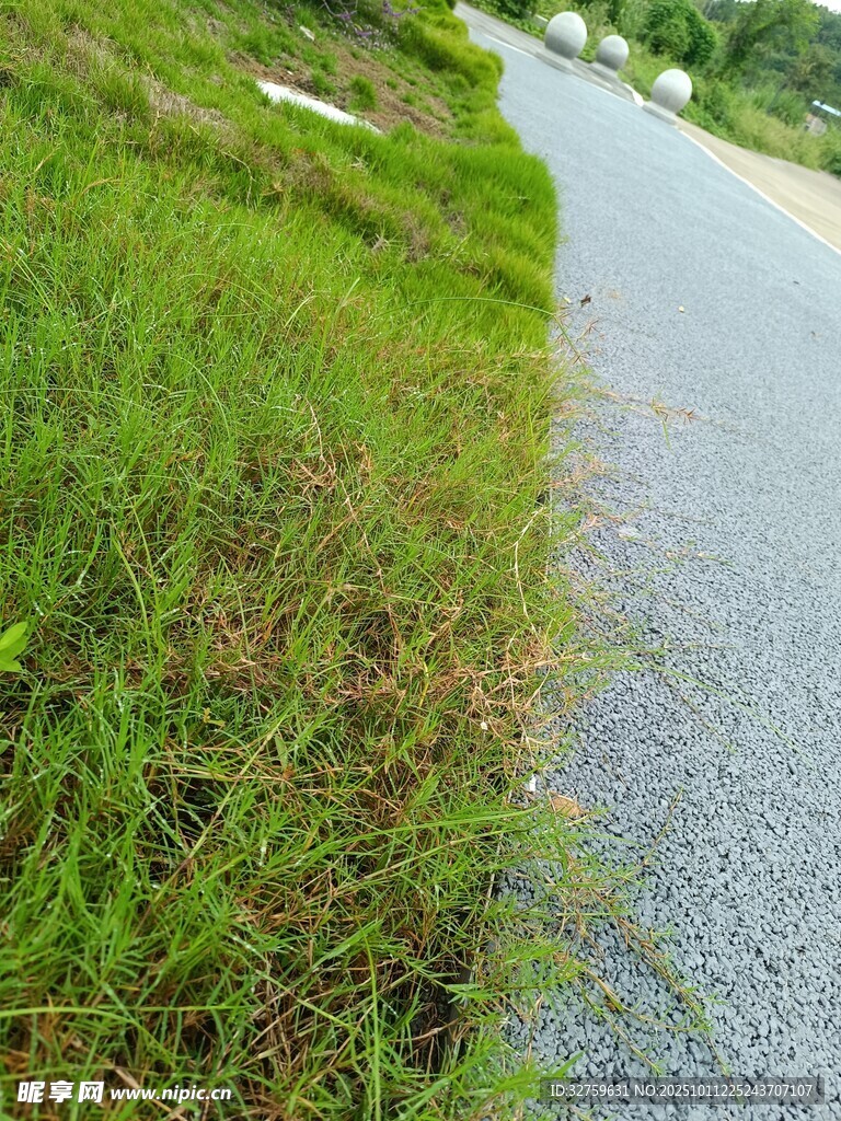 路边翠绿草地与灰色小路