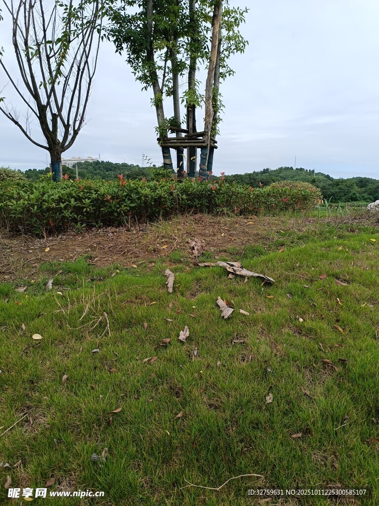郊外草地与树木景观