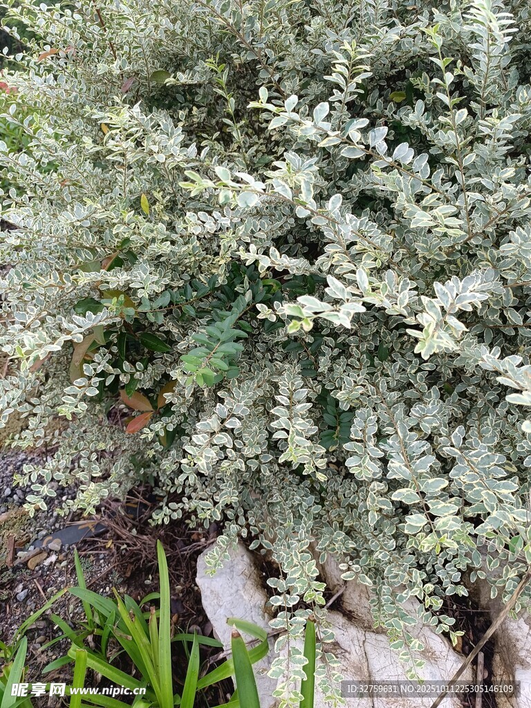 银叶植物特写