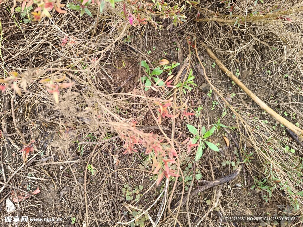 地面上的植物与枯枝
