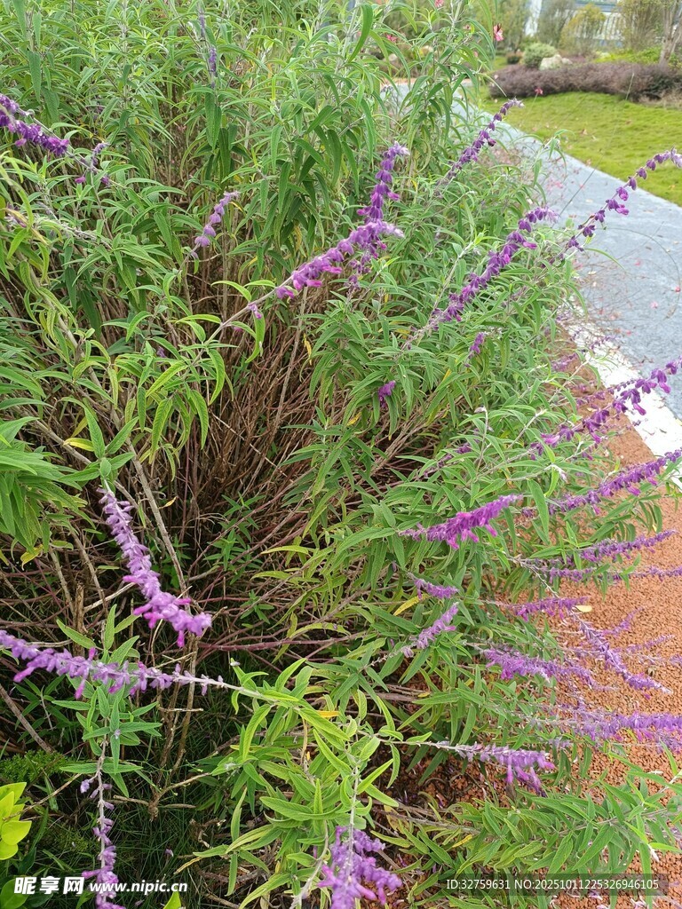 紫色花卉植物特写