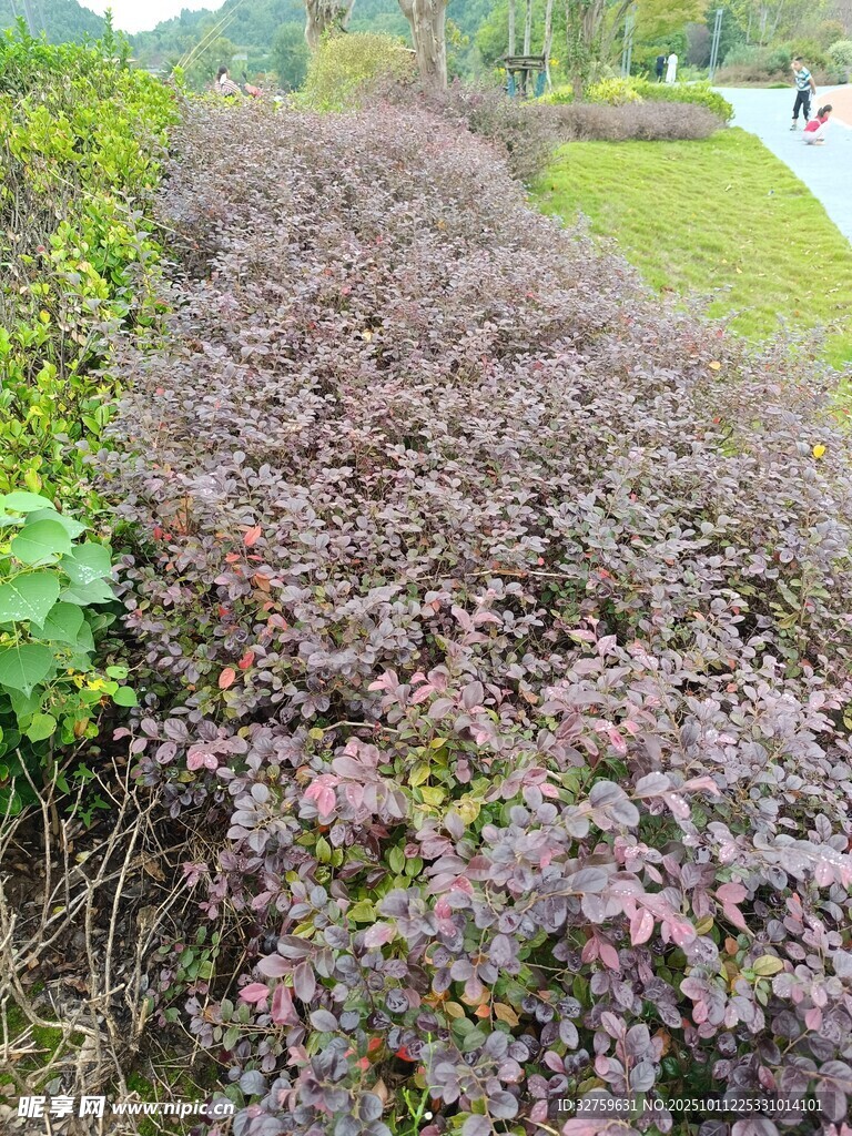 紫叶灌木景观