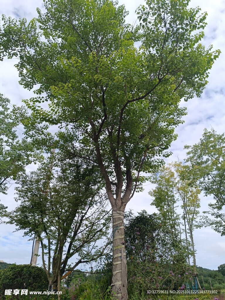 夏日葱郁树木景观