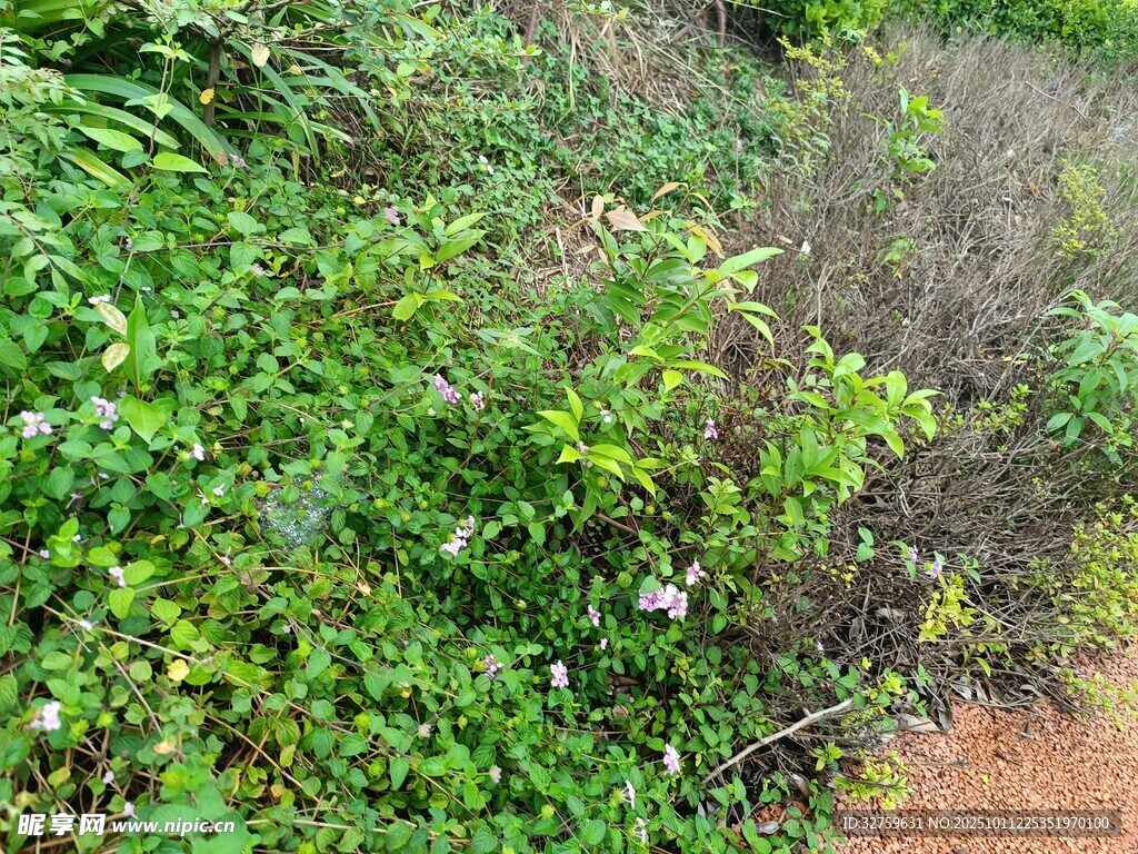 野外繁茂绿植与泥土地