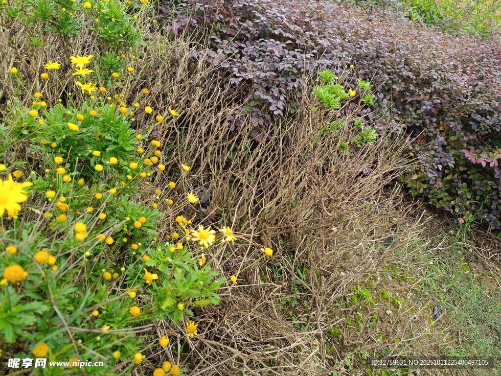 野外黄花与杂草景观