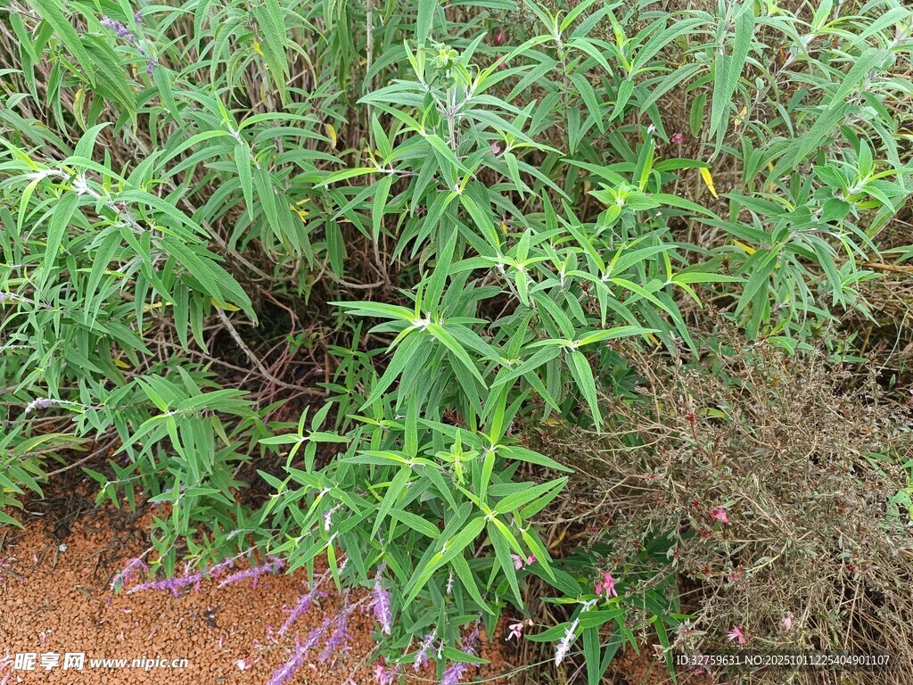 野外丛生的绿色植物