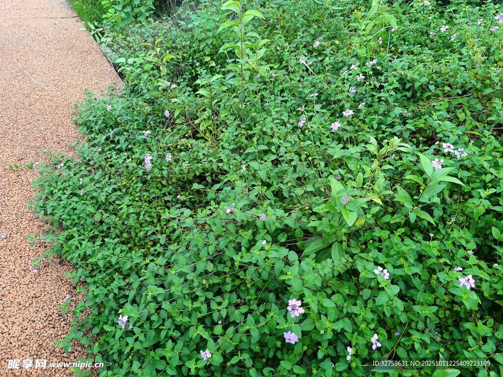 路边繁茂的绿色植物