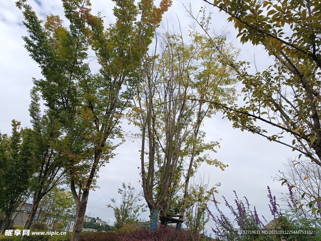 秋日挺拔树木景观