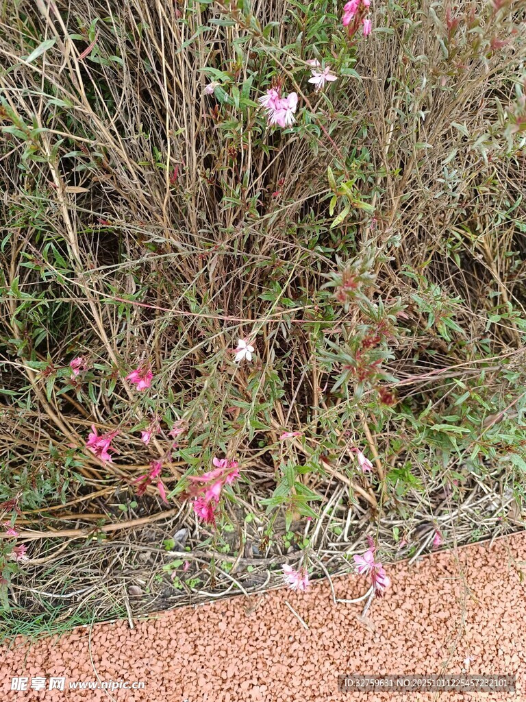 草丛中的粉色小花