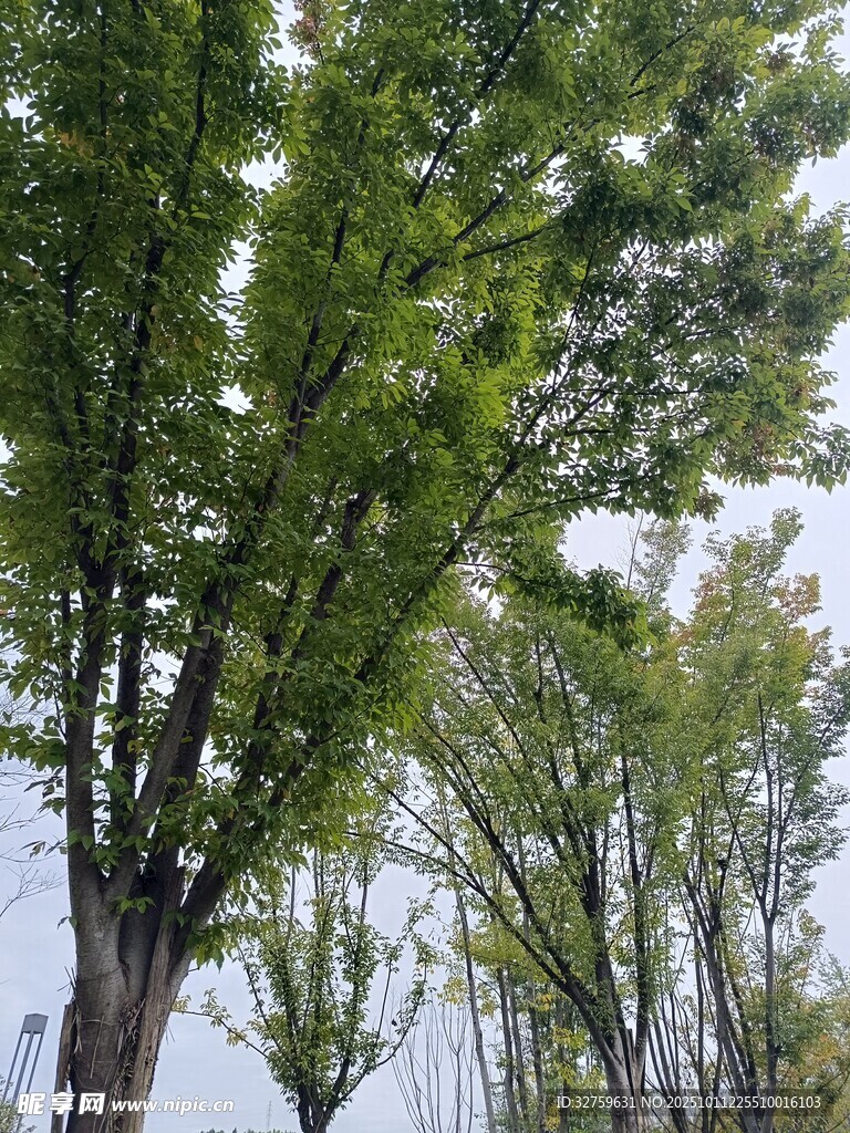 绿叶繁茂的树木景观