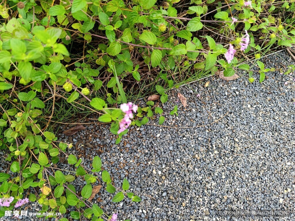 路边绿植与绽放小花