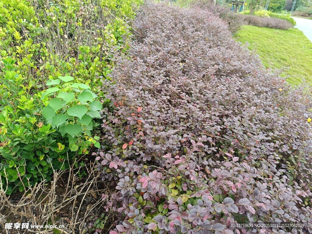 紫色与绿色相间的植物景观