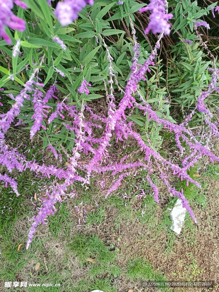 垂挂紫花植物美丽景象