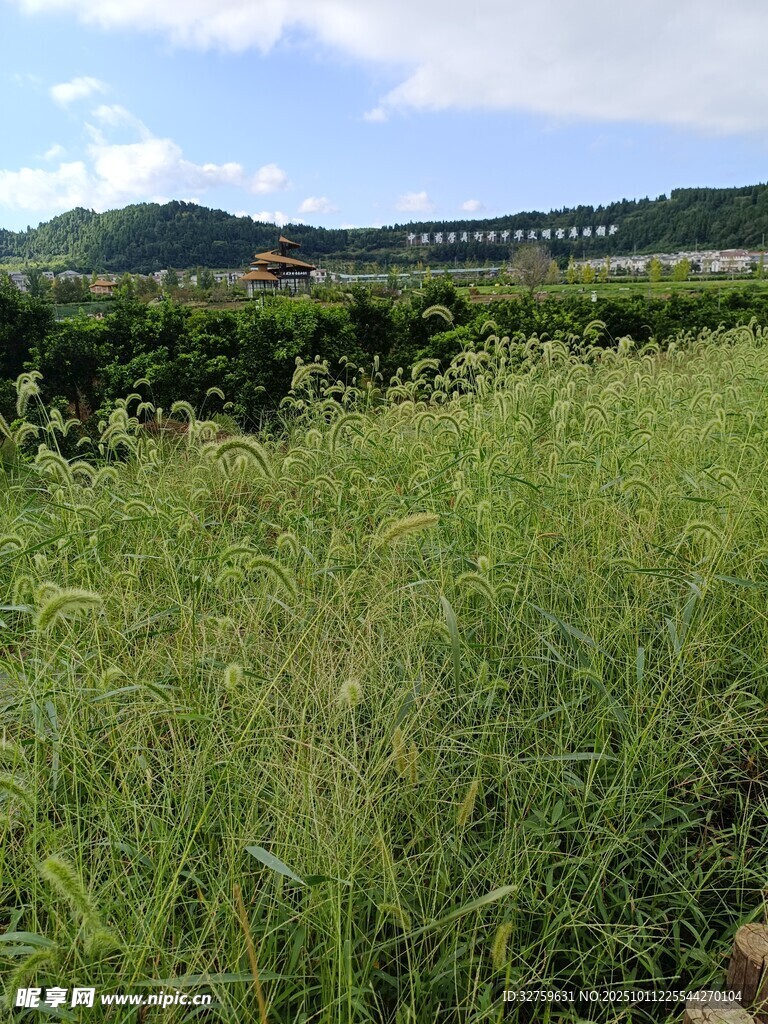 田野中的茂盛绿草