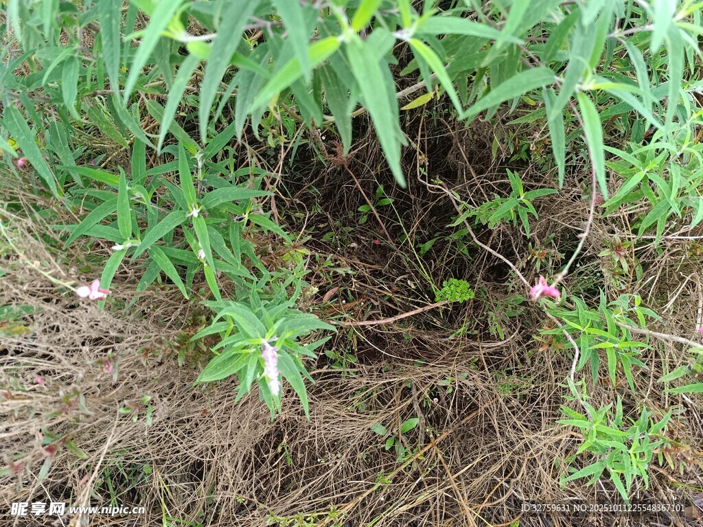 草丛中的绿植与小花