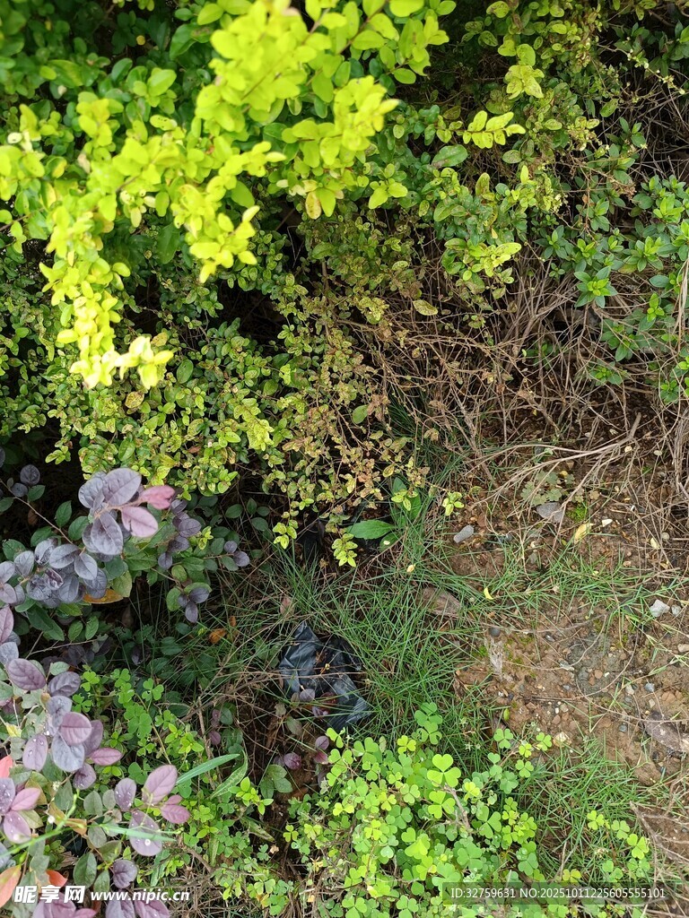 繁茂绿植间的自然景致