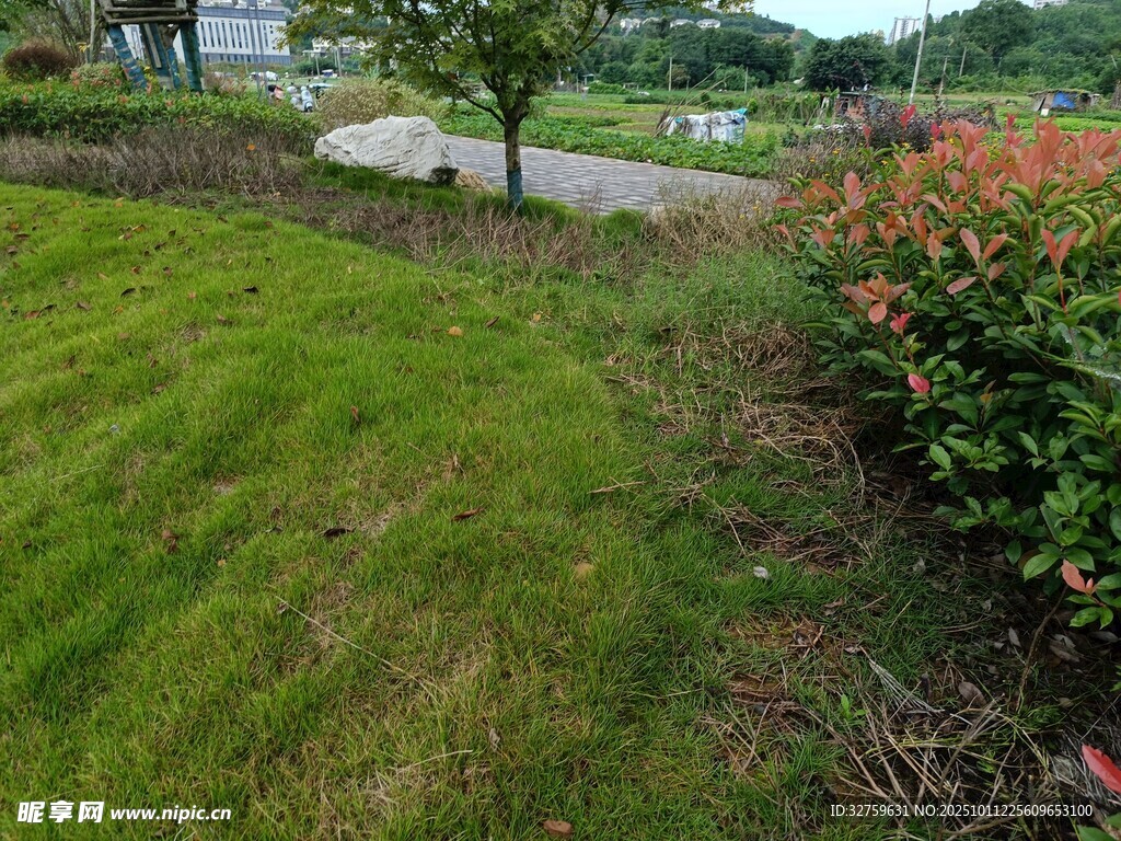 绿意盎然的庭院景观