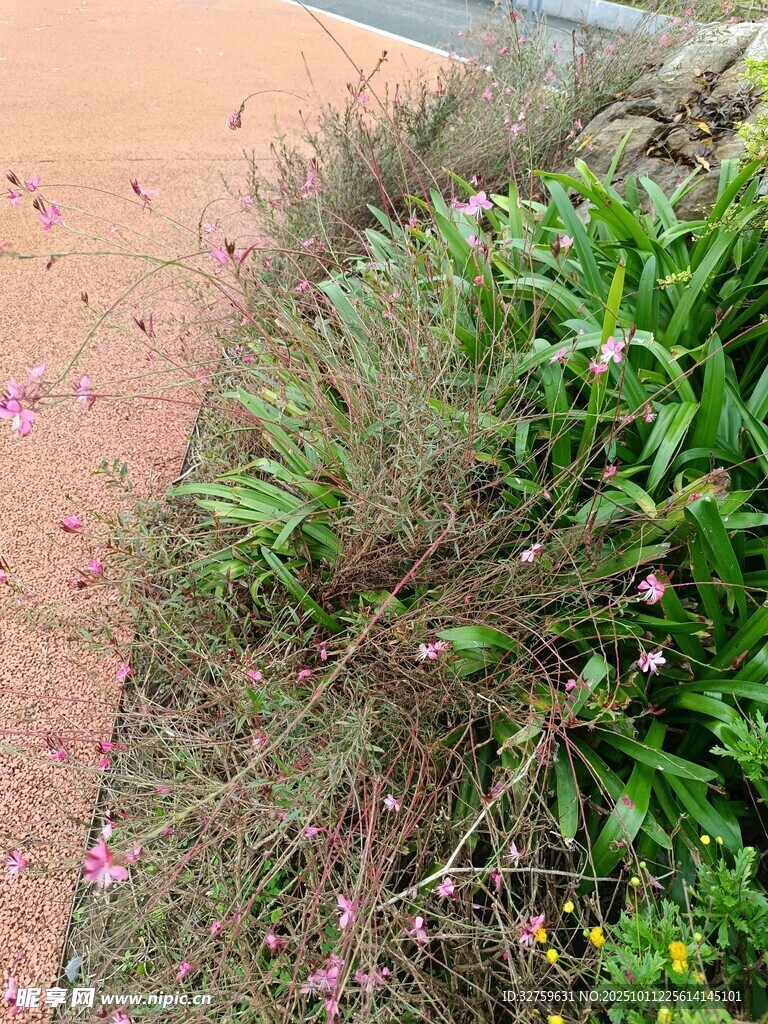 路边绽放的紫色小花