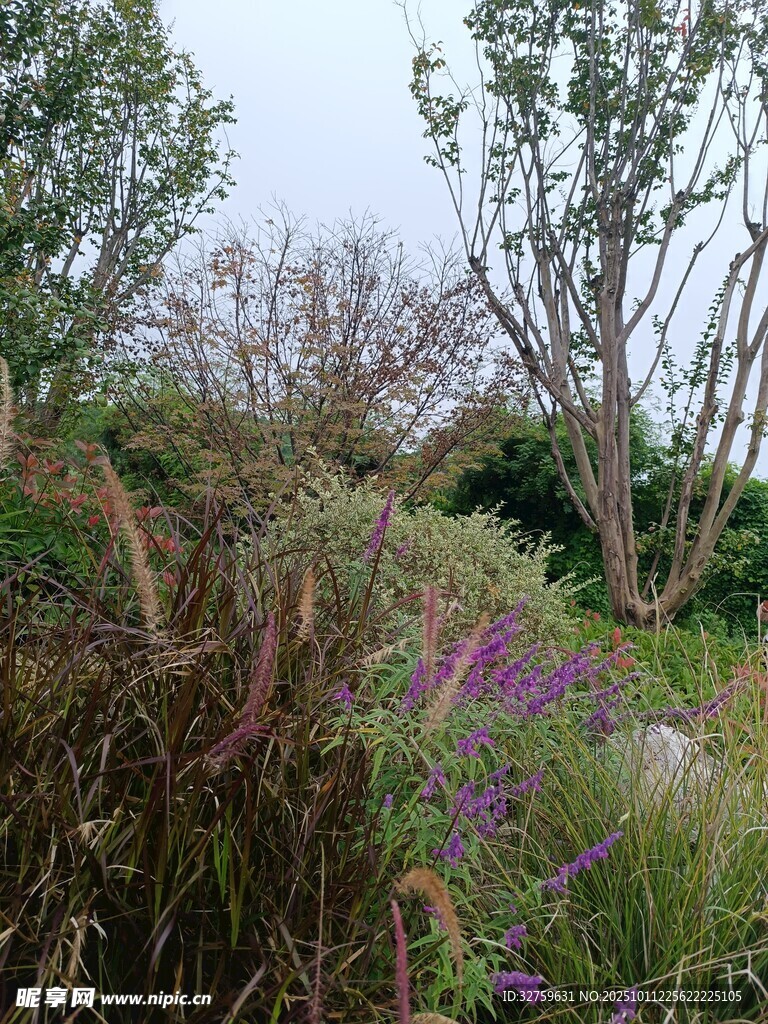 野外繁茂的花草树木景观