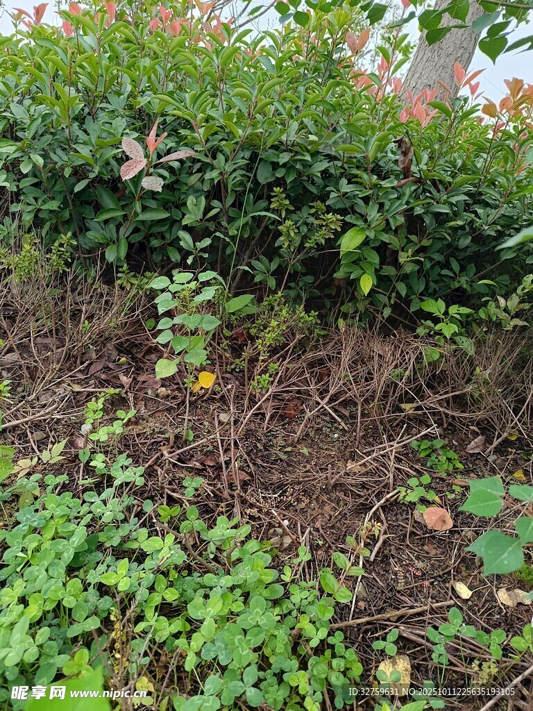 户外绿植灌木丛景象