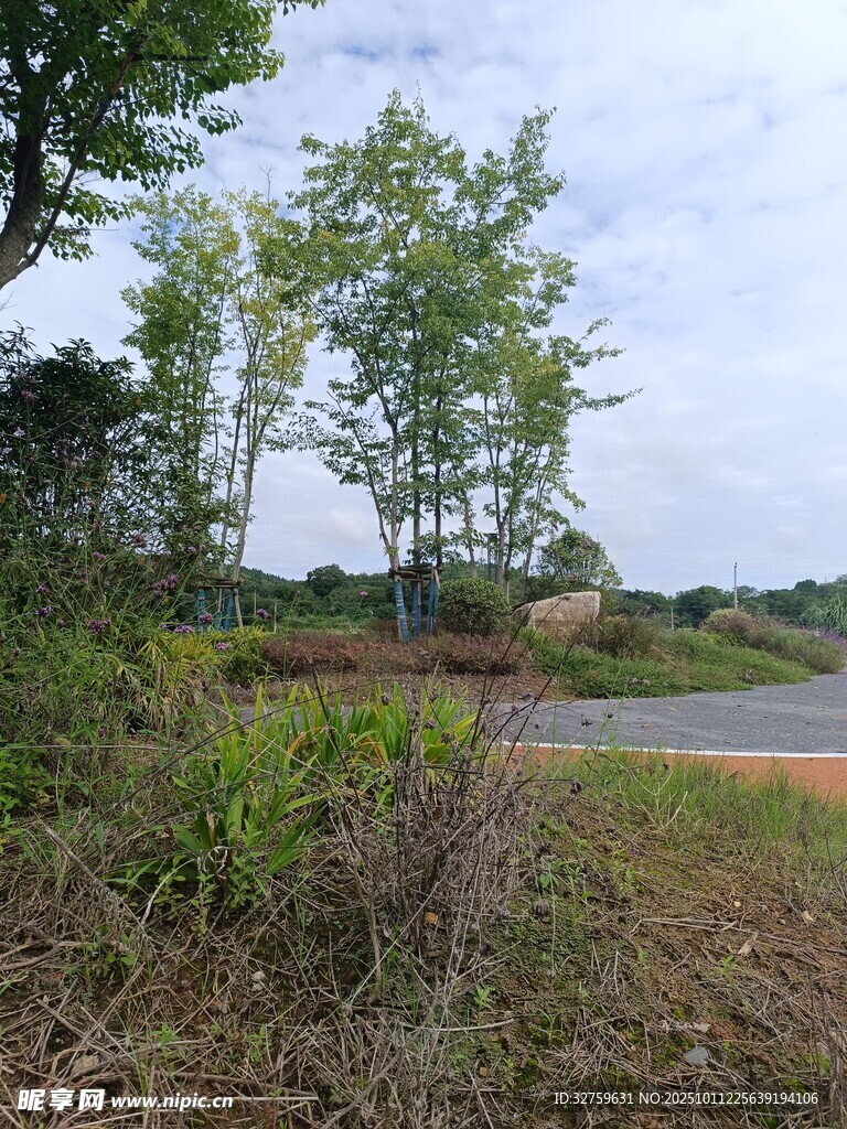 郊外路旁绿意盎然景象