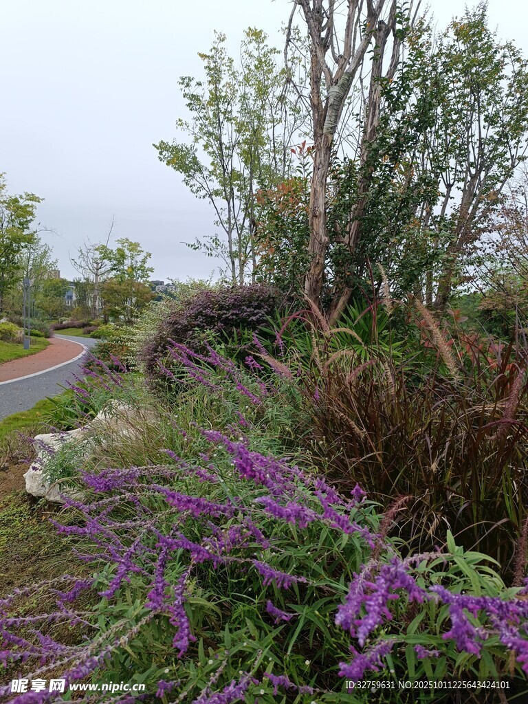 路边繁茂紫花与枯树景观