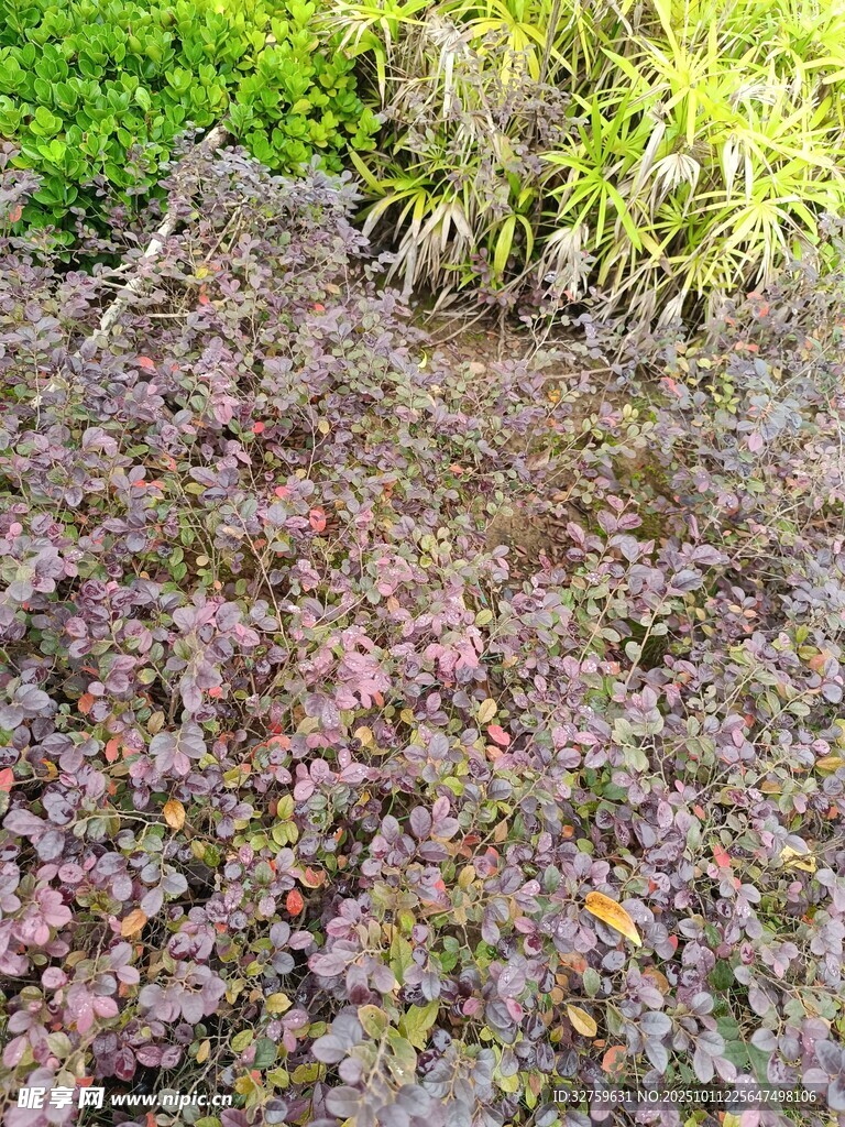 多彩地被植物景观
