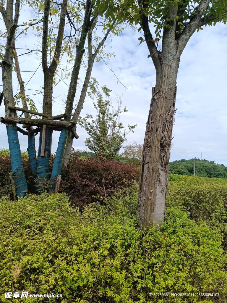 林间绿植与树木景观