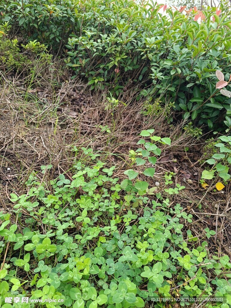 茶园中的绿色杂草景观