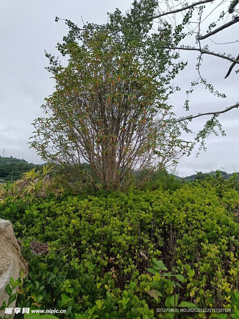 茶园中的孤立树木
