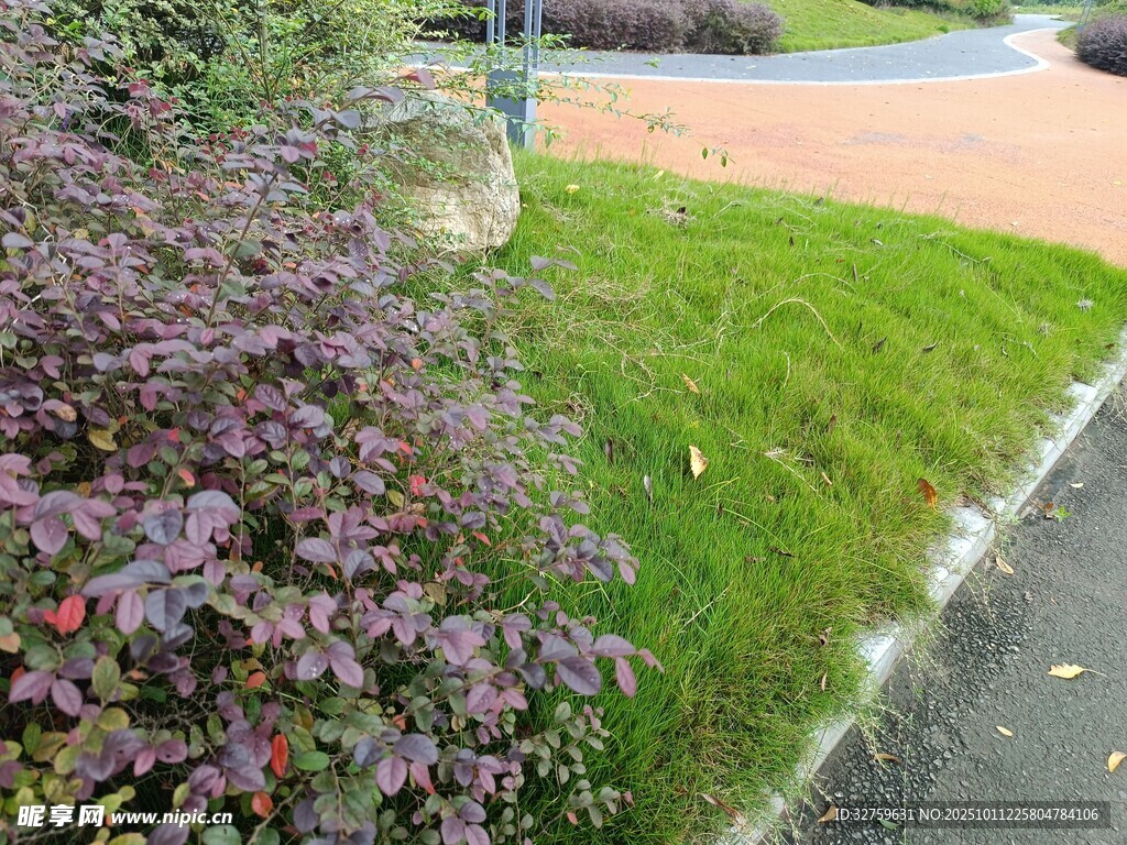 路边绿植景观