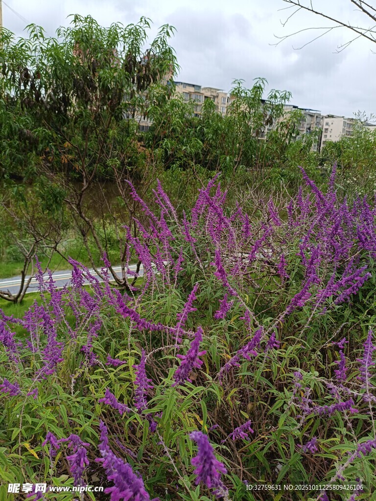 紫色花丛中的自然小径