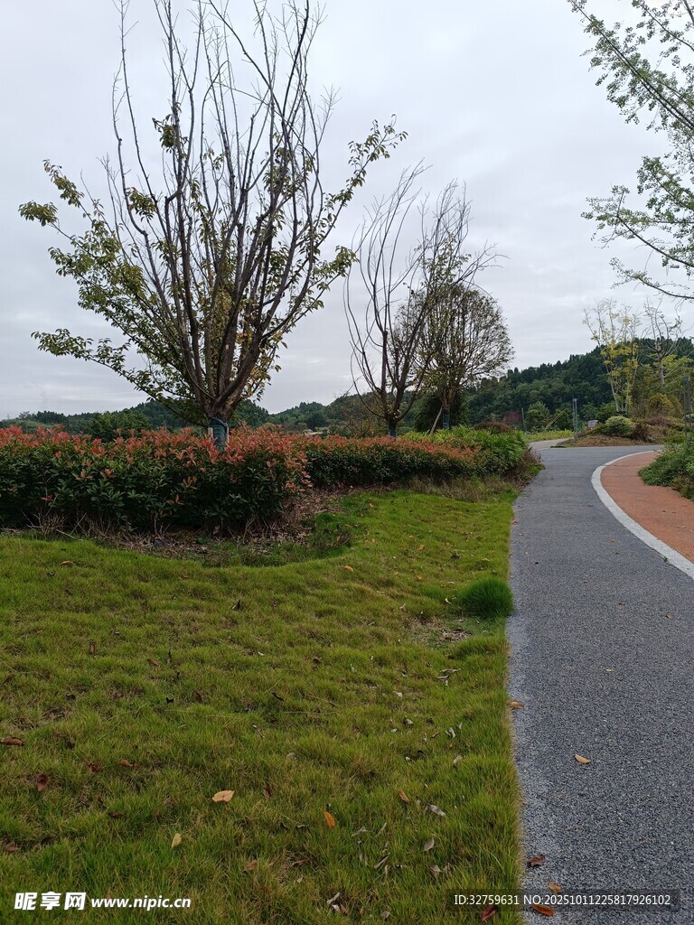 蜿蜒小路旁的绿意景致
