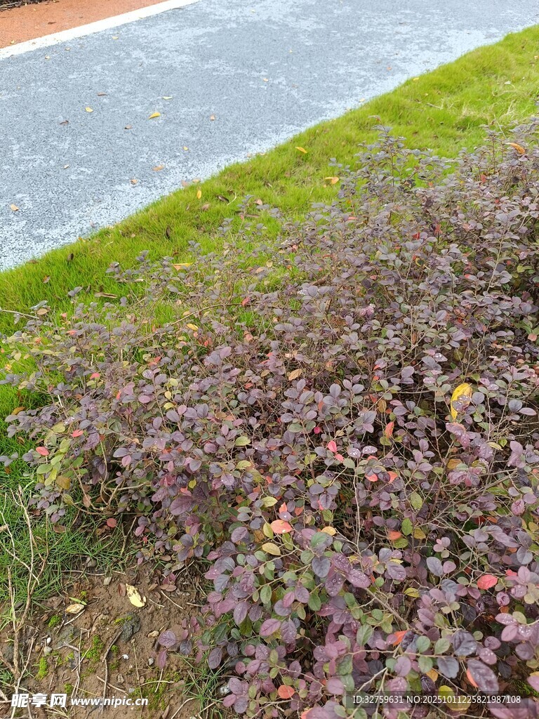 路边紫色植物景观