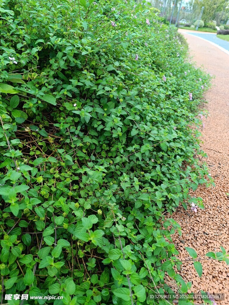 路边翠绿繁茂的植物