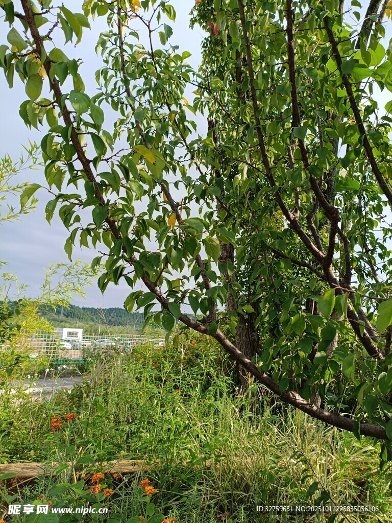 林间绿野中的自然景致