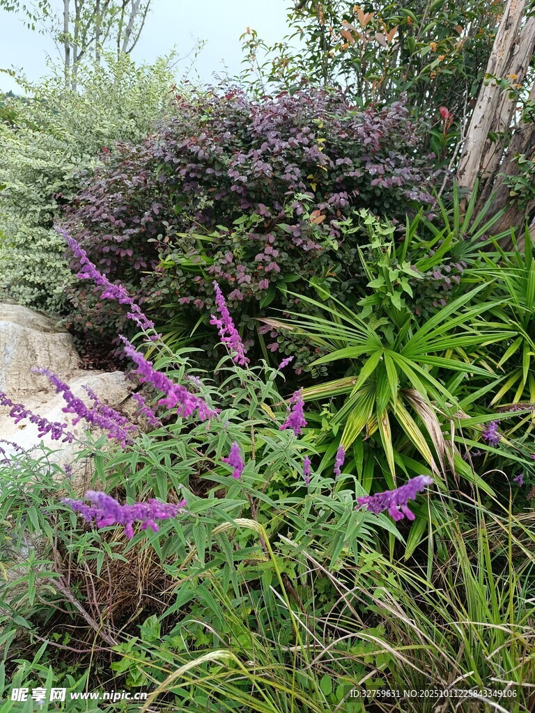 花园中的紫色花卉与绿植
