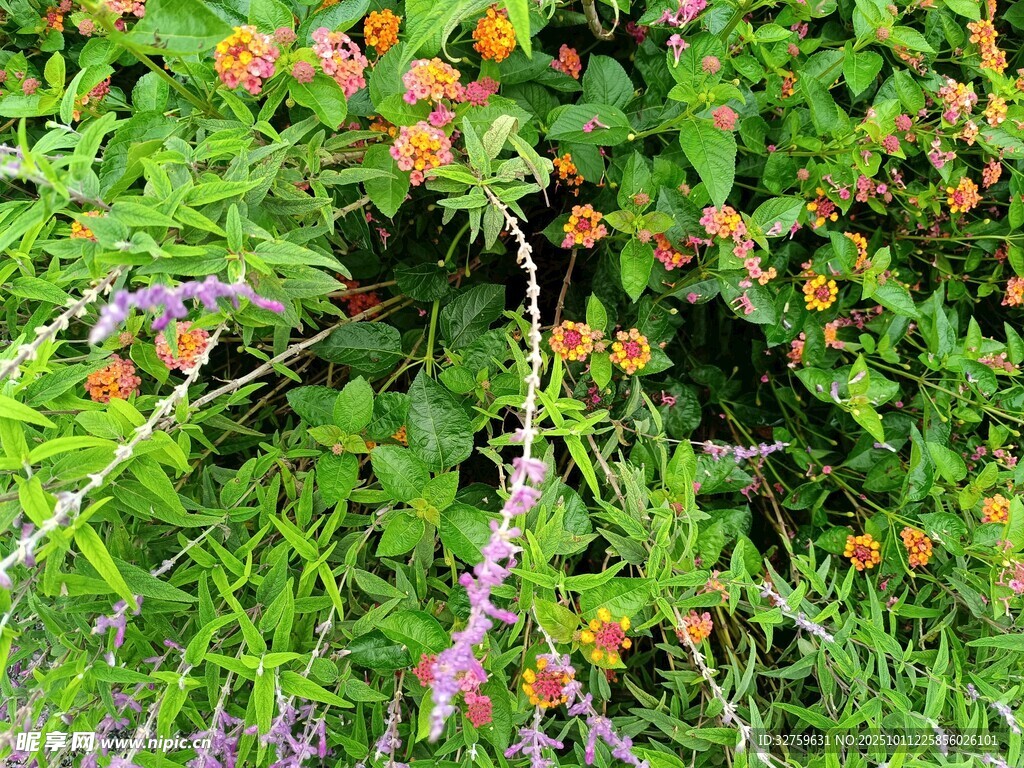 多彩花卉绿植繁茂景象