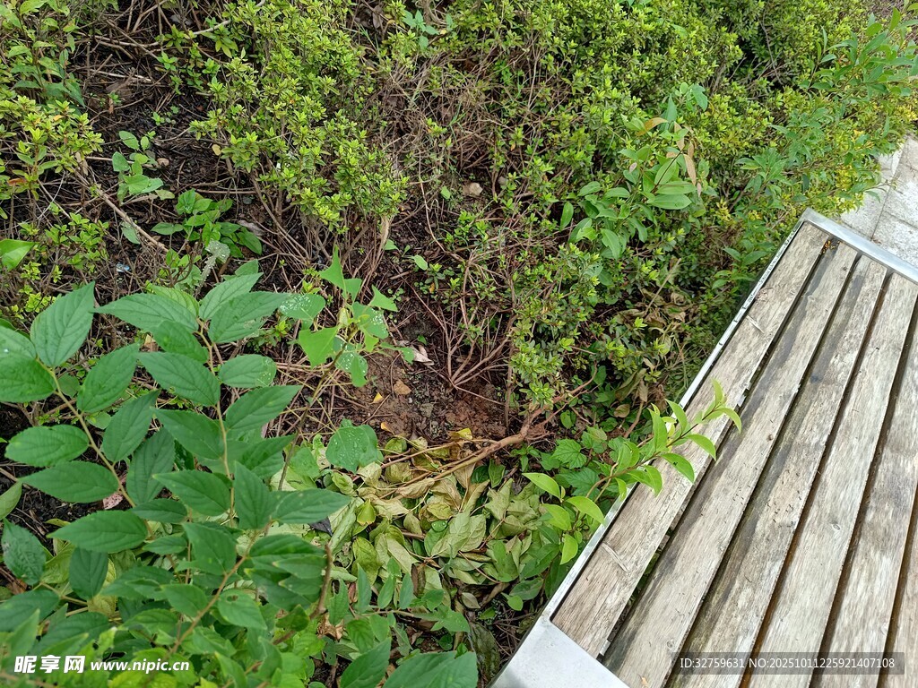 木质栈道旁的繁茂绿植
