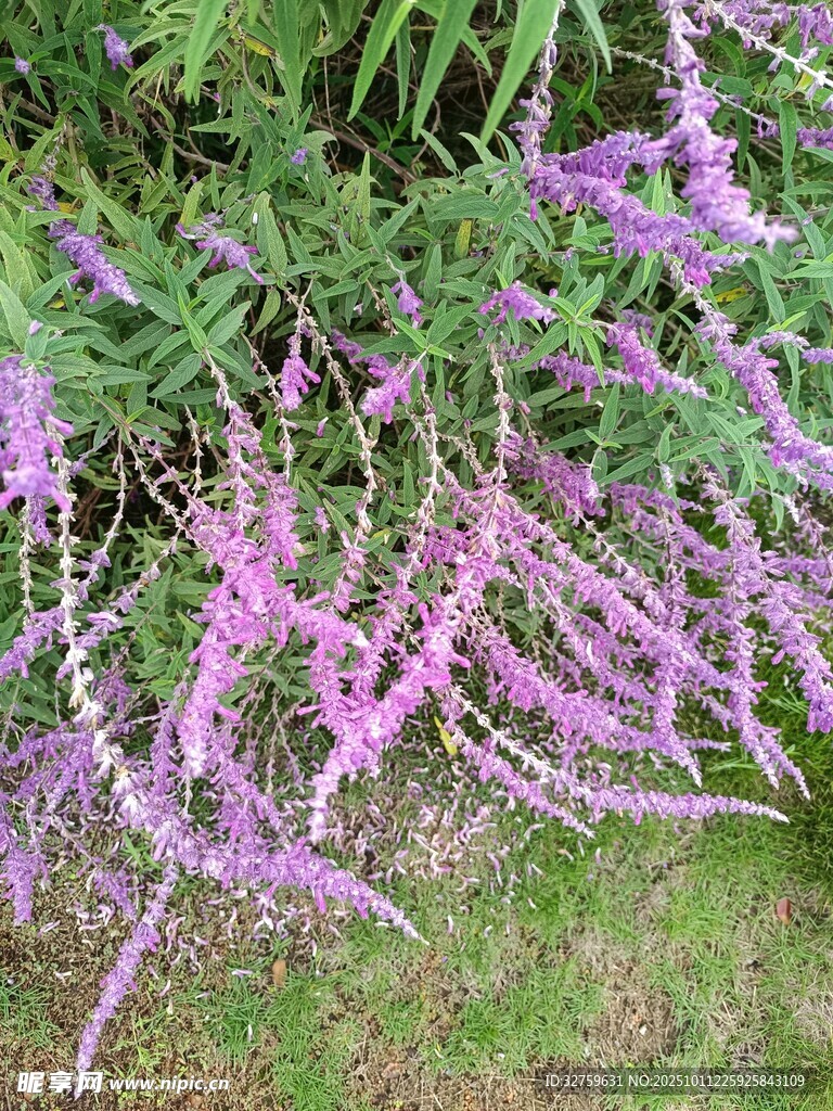 紫色穗状花卉绽放草地